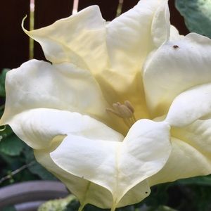 Meet your Posher, Azucena